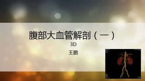 腹部大血管1