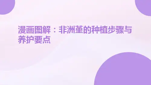 漫画图解：非洲堇的种植步骤与养护要点