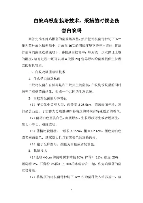 白蚁鸡枞菌栽培技术,采摘的时候会伤害白蚁吗