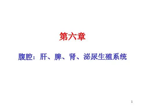 猪的病理解剖六课件