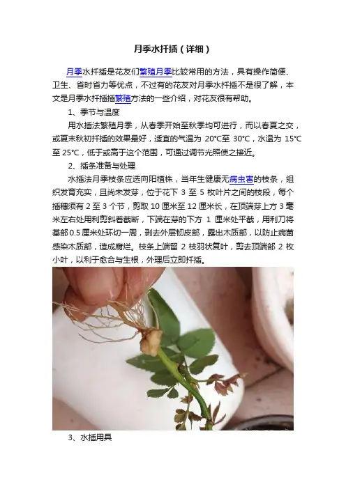 月季水扦插（详细）