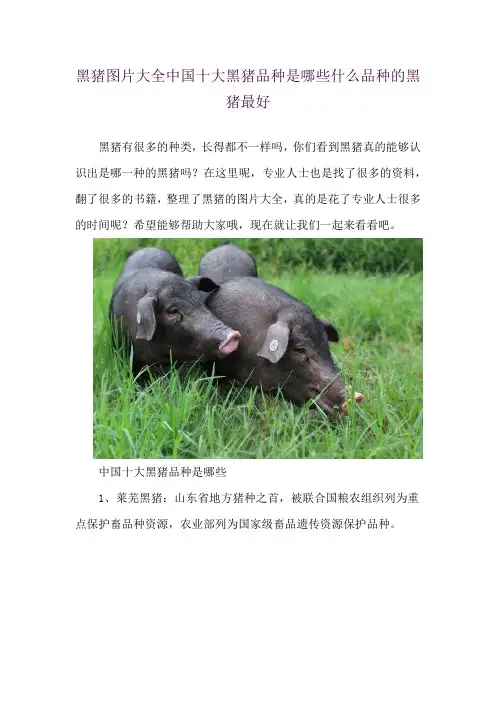 黑猪图片大全 中国十大黑猪品种是哪些 什么品种的黑猪最好
