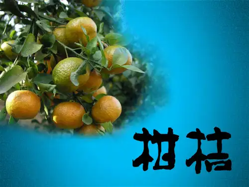 陕南柑橘种植技术PPT