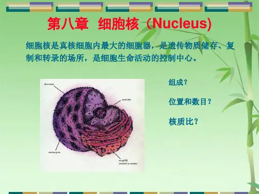 第八章 细胞核细胞生物学(共50张PPT)