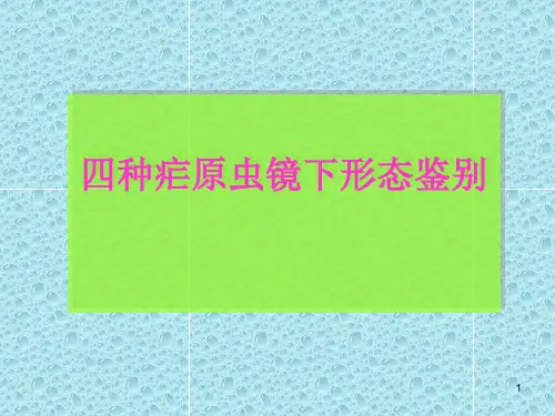 四种疟原虫镜下图ppt课件