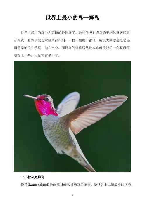 蜂鸟是世界上最小的鸟