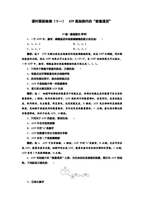 高中生物新浙科版必修1     ATP是细胞内的“能量通货” 作业