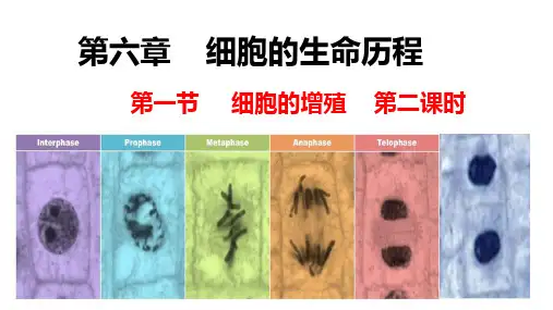 6.1细胞增殖第二课时课件-高一上学期生物人教版必修1