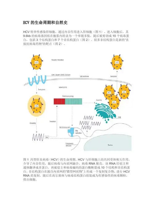 丙肝自然史及抗病毒治疗