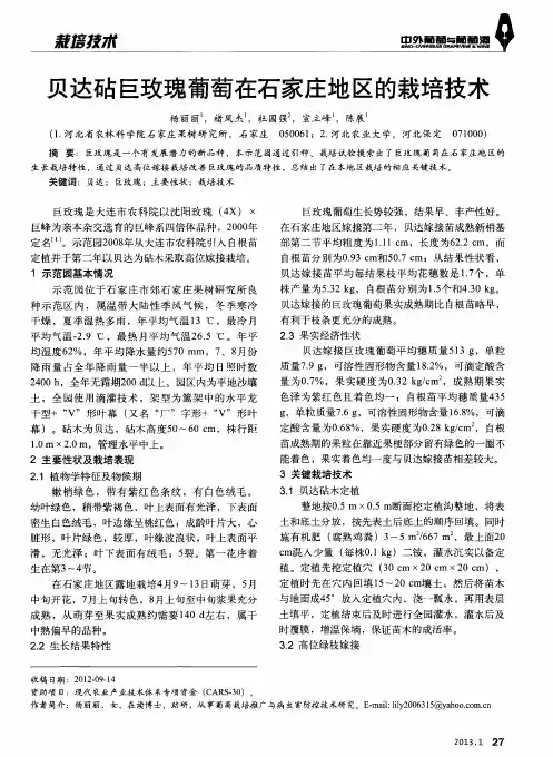 贝达砧巨玫瑰葡萄在石家庄地区的栽培技术