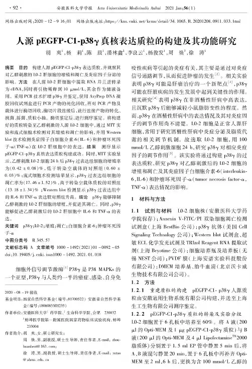 人源pEGFP-C1-p38γ真核表达质粒的构建及其功能研究