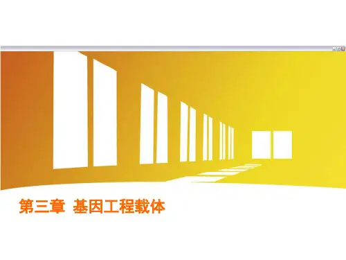 基因工程-载体