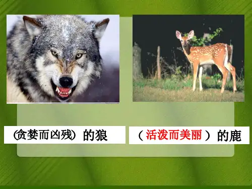 汪道华狼和鹿PPT课件