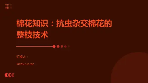 棉花知识：抗虫杂交棉花的整枝技术