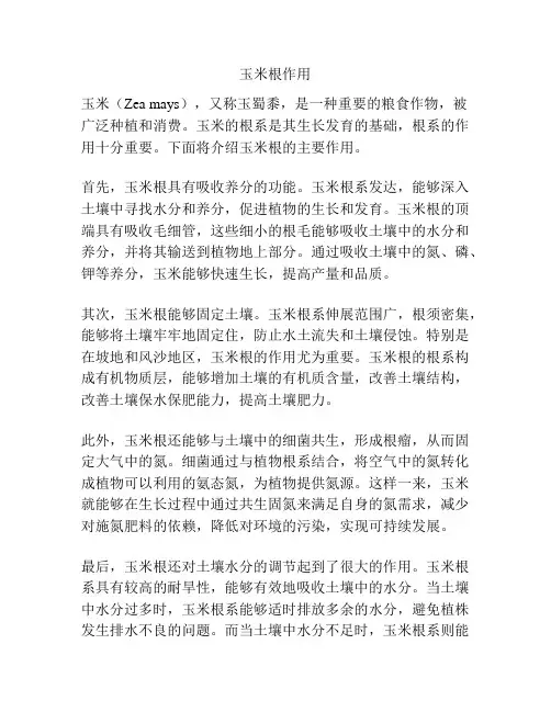 玉米根作用