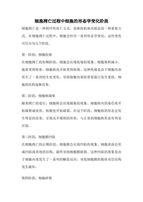 细胞凋亡过程中细胞的形态学变化阶段