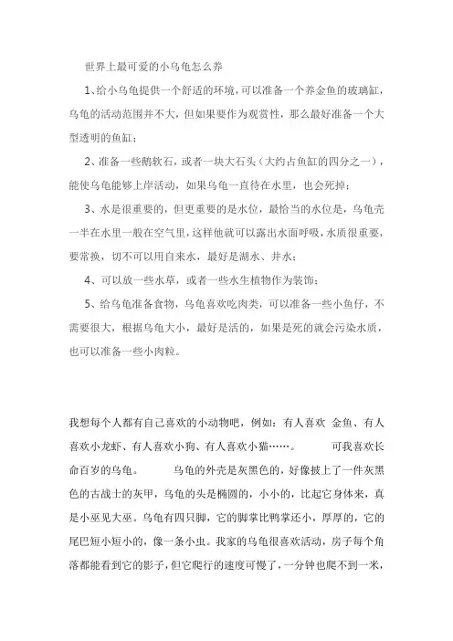 世界上最可爱的乌龟