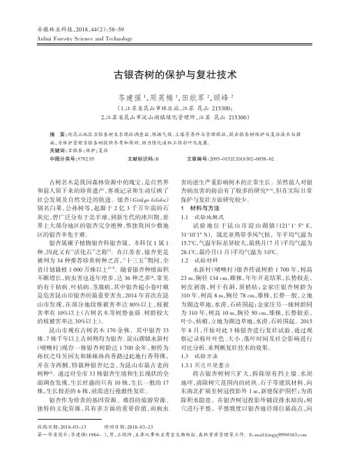 古银杏树的保护与复壮技术