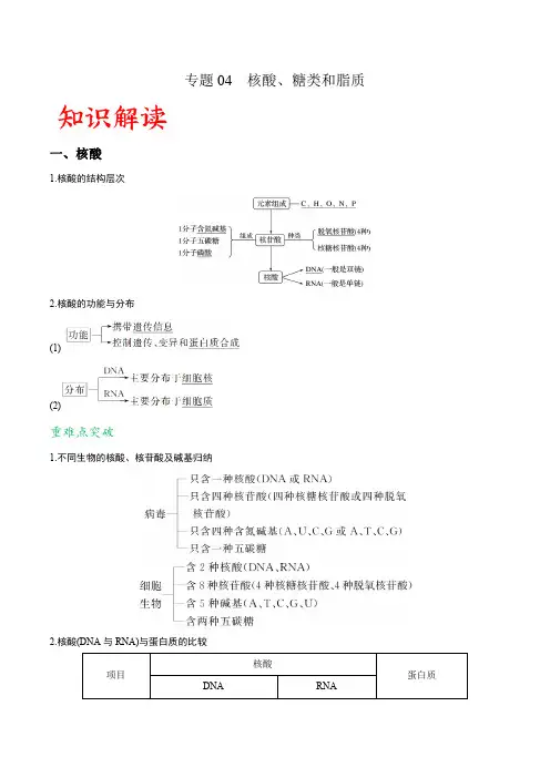 专题04 核酸、糖类和脂质-备战2022年高考生物一轮复习重难点专项突破(解析版)