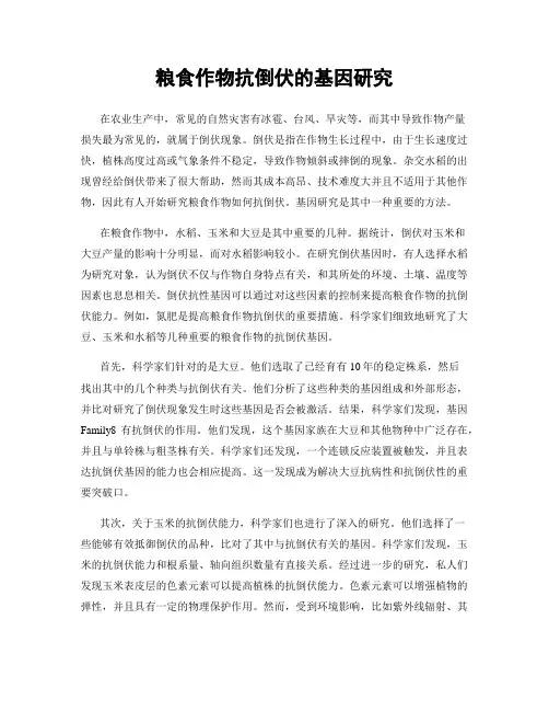 粮食作物抗倒伏的基因研究