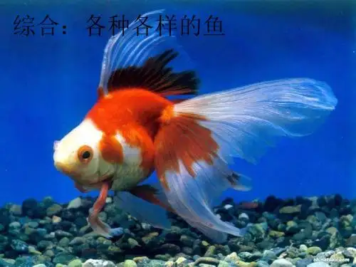 《各种各样的鱼》(幼儿园PPT课件)(01)