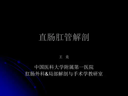 直肠肛管解剖培训课件.ppt