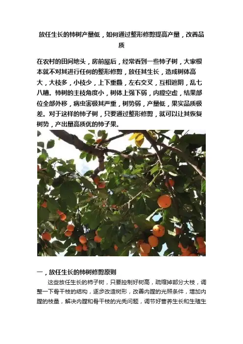 放任生长的柿树产量低，如何通过整形修剪提高产量，改善品质