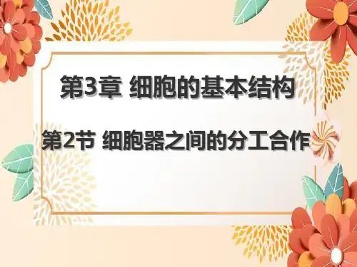 细胞器之间的分工合作ppt课件