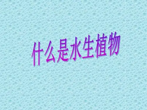 最新教科版科学三年级上册《水生植物》课件3