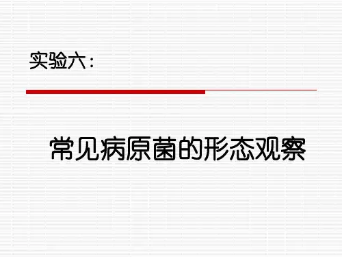 实验6 常见病原菌的形态观察.