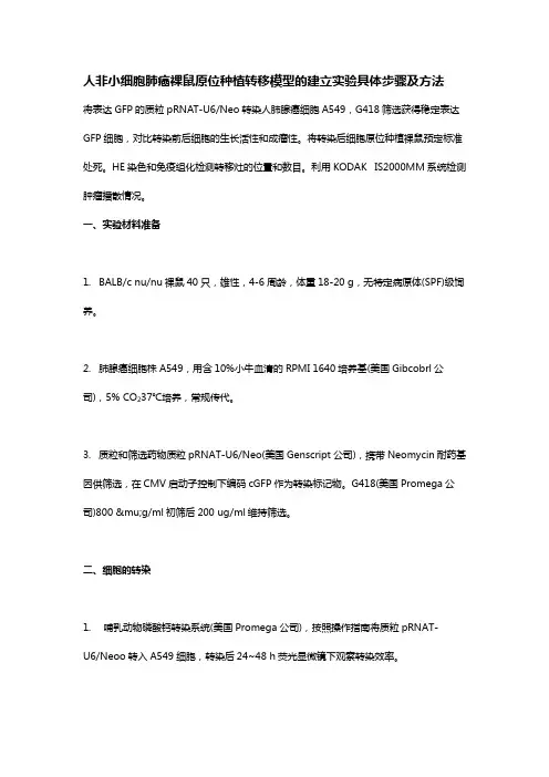 人非小细胞肺癌裸鼠原位种植转移模型的建立实验具体步骤及方法