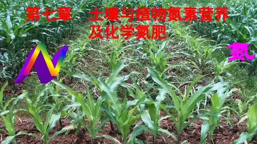土壤肥料学：第七章 土壤与植物氮素营养及化学氮肥