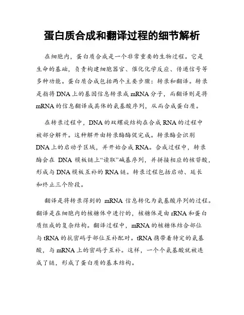 蛋白质合成和翻译过程的细节解析