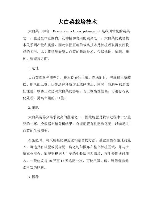 大白菜栽培技术