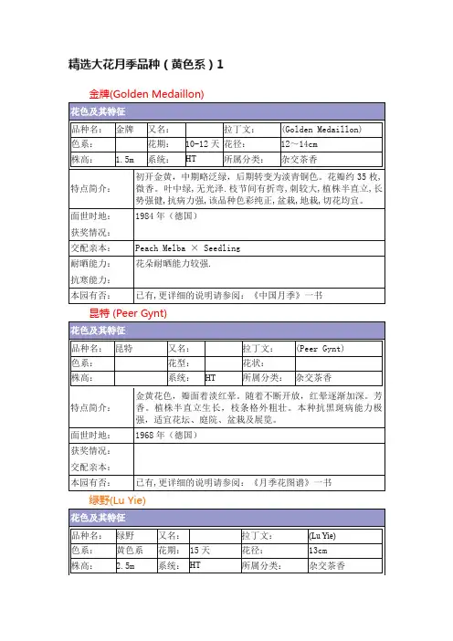 精选大花月季品种（黄色系）1