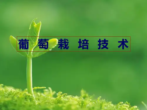 葡萄栽培技术