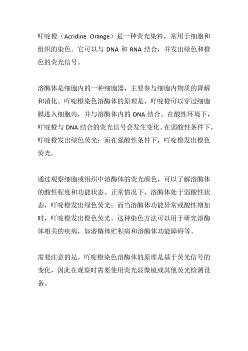 吖啶橙染色溶酶体原理