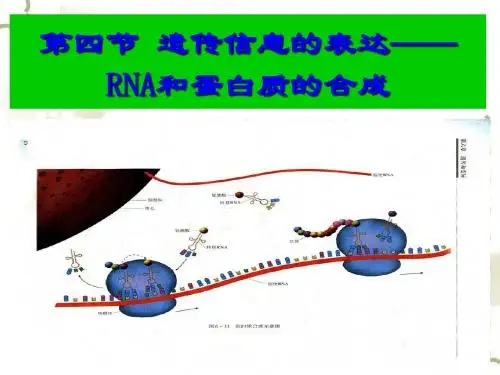 【高中生物】遗传信息的表达——RNA和蛋白质的合成ppt13