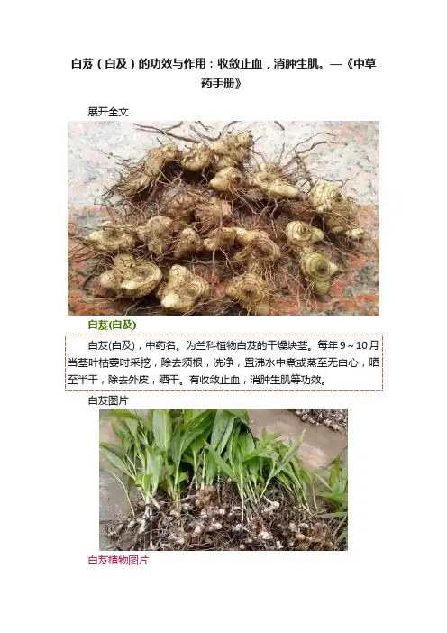 白芨（白及）的功效与作用：收敛止血，消肿生肌。—《中草药手册》