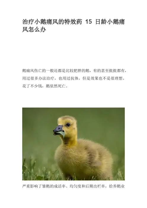 治疗小鹅痛风的特效药15日龄小鹅痛风怎么办
