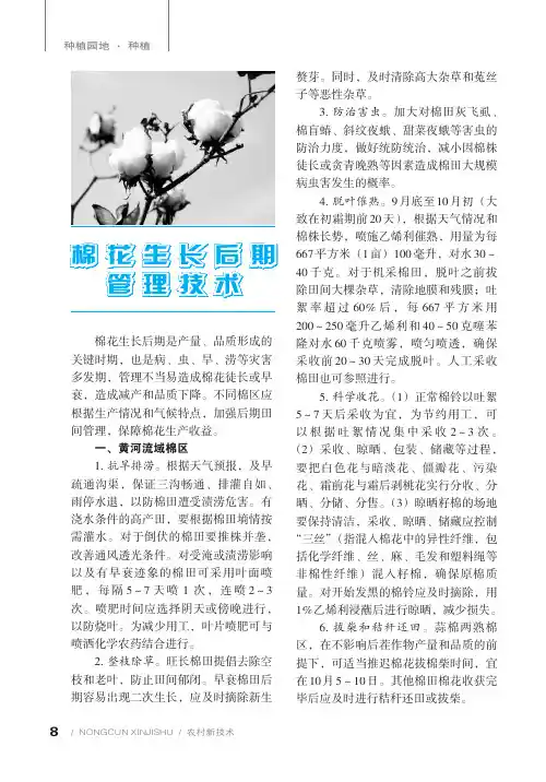 棉花生长后期管理技术