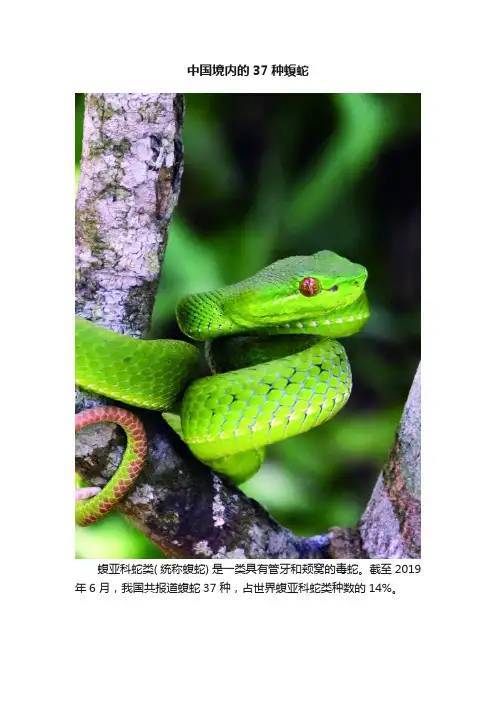 中国境内的37种蝮蛇
