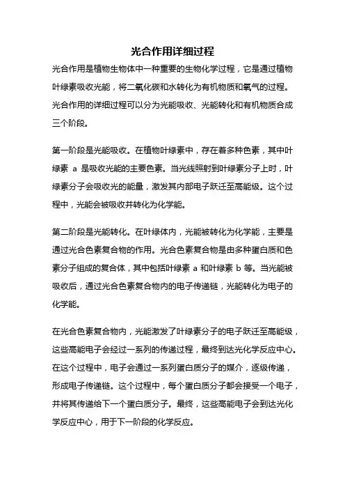 光合作用详细过程