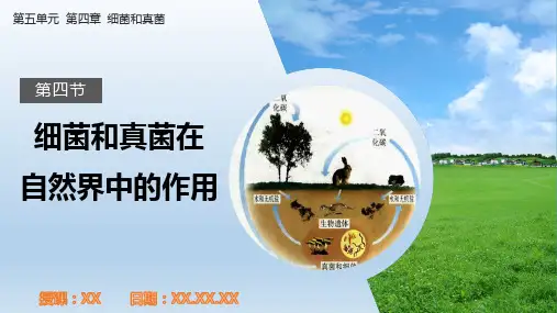人教版生物八年级上册5.4.4 细菌和真菌在自然界的作用PPT教学课件