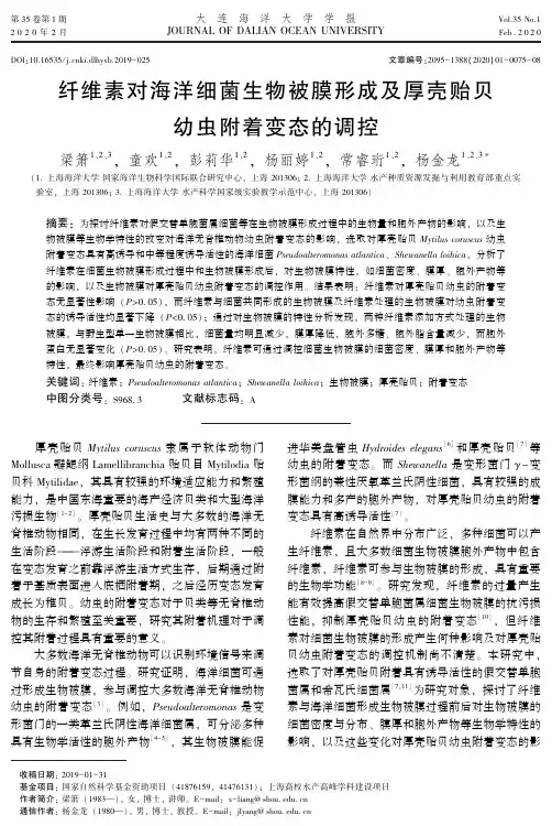 纤维素对海洋细菌生物被膜形成及厚壳贻贝幼虫附着变态的调控