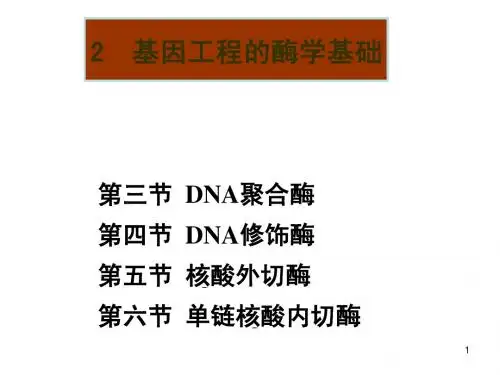 2 基因工程的酶学基础