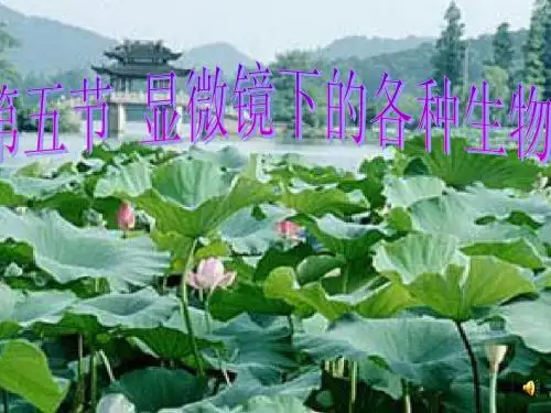 显微镜下的各种生物(含2课时)