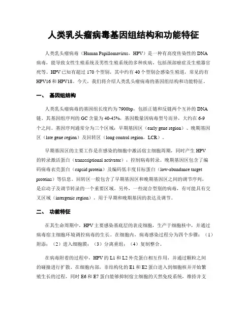人类乳头瘤病毒基因组结构和功能特征