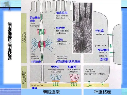 生物学细胞生物学细胞连接