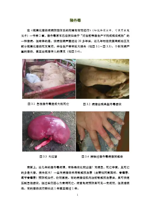 猪丹毒